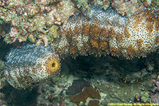 sea cucumber